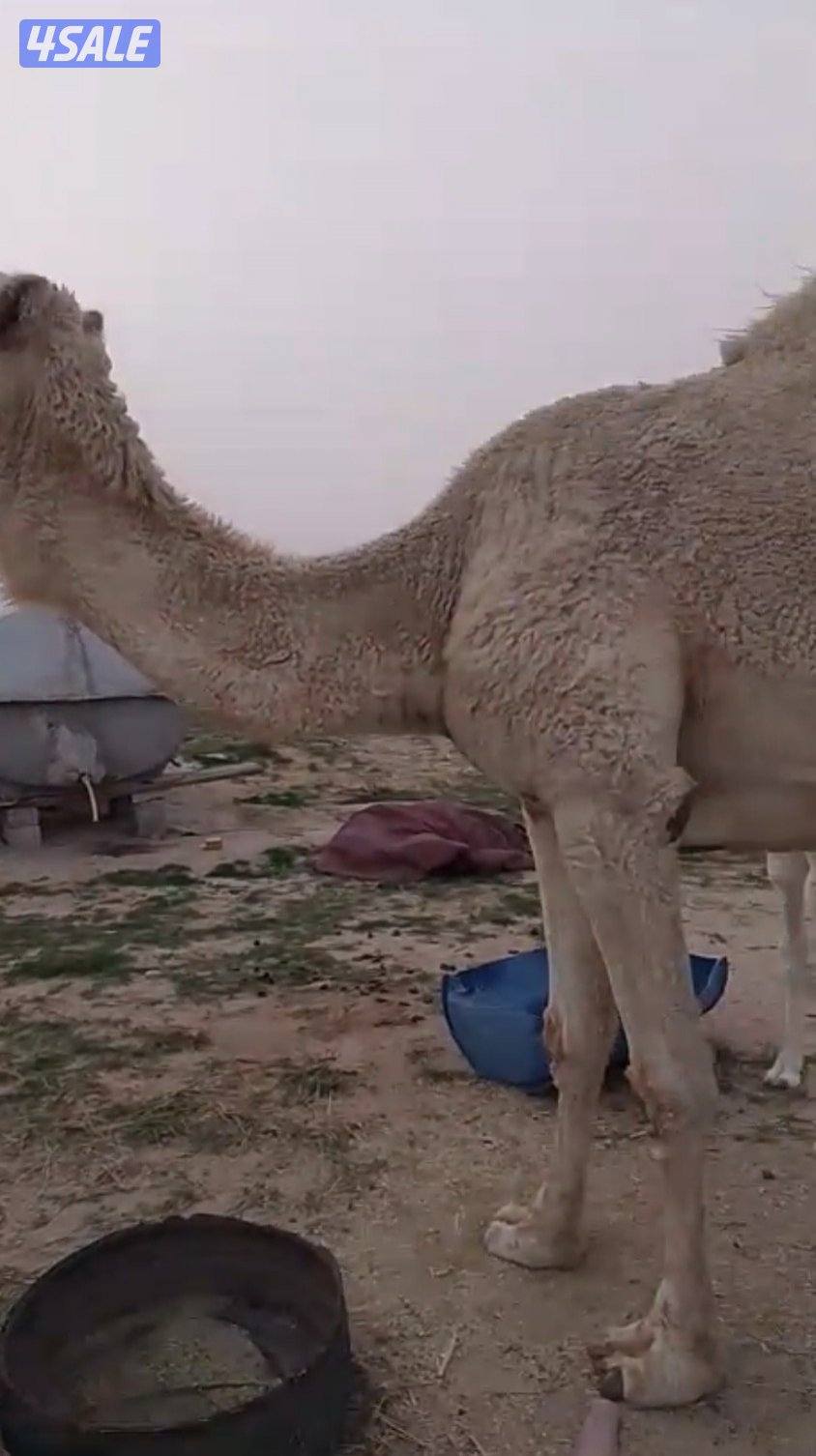 للبيع خلفه وضحه حليب1