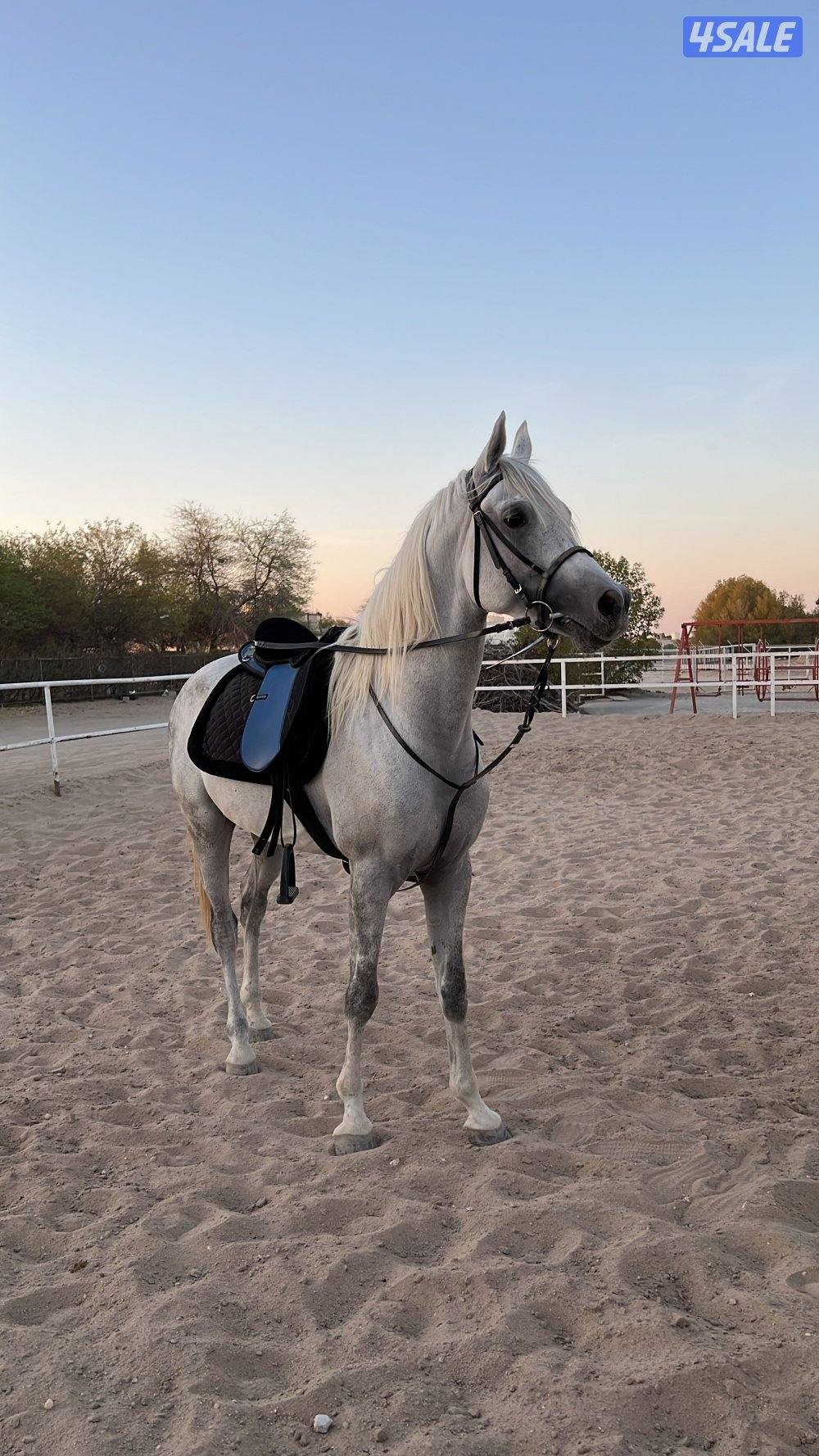 للبيع حصان مكس0