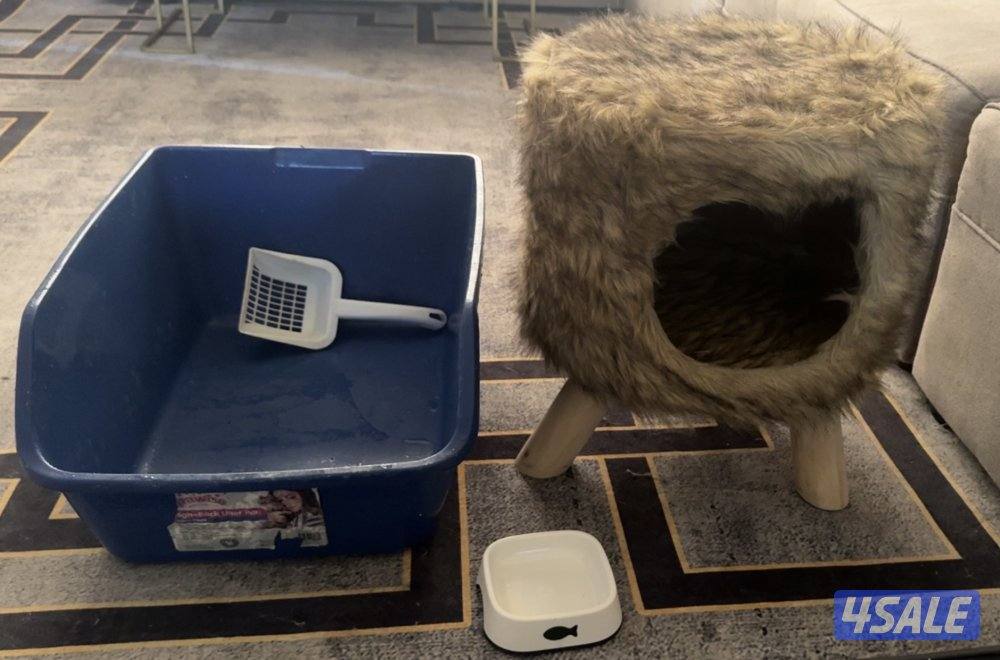 للبيع قط سكوتش فولد3