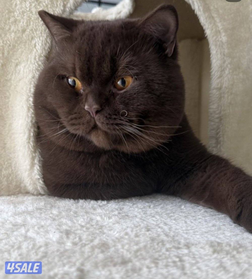 مطلوب تشوكليت0