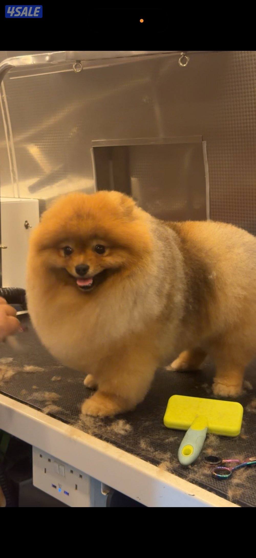 كلب شيتزو و بومرينين للبيع0