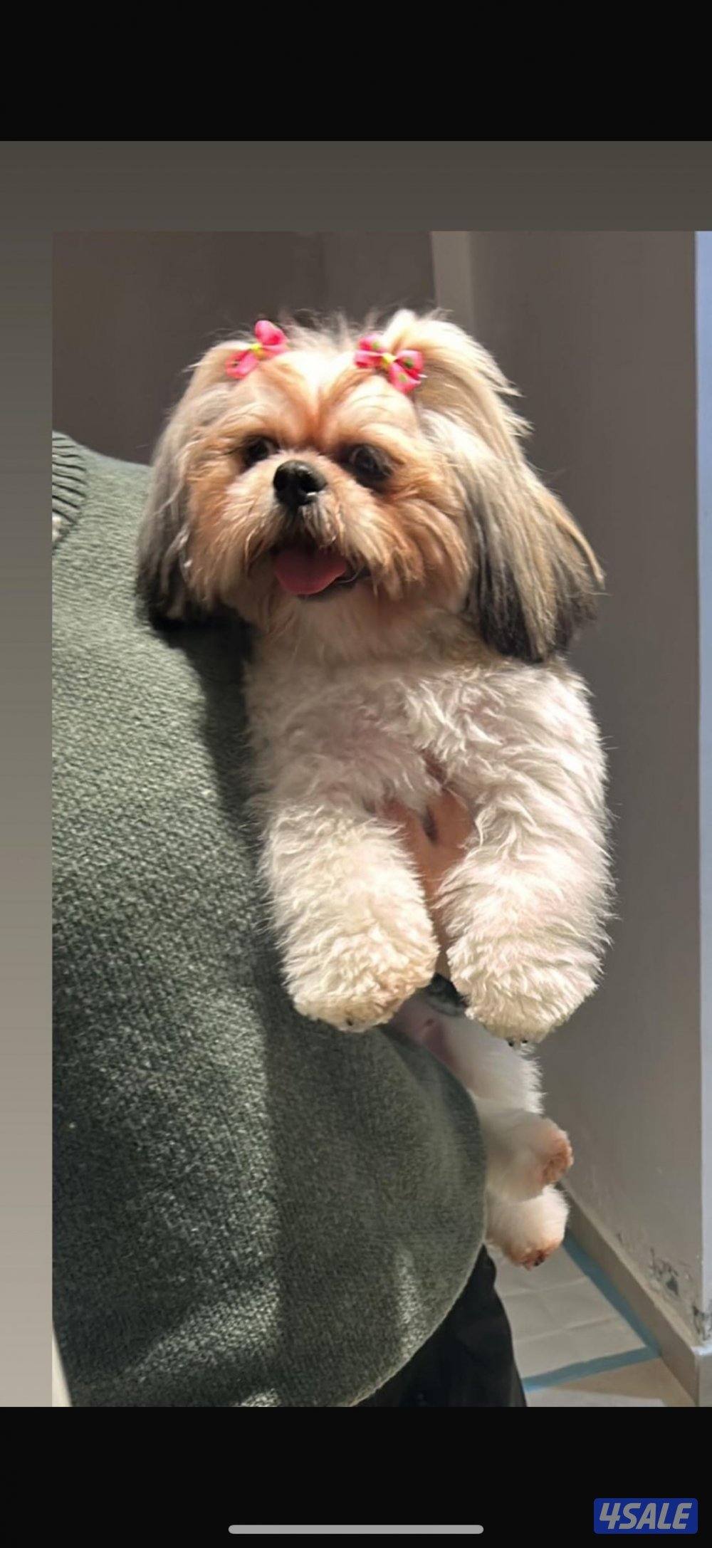 كلب شيتزو و بومرينين للبيع1