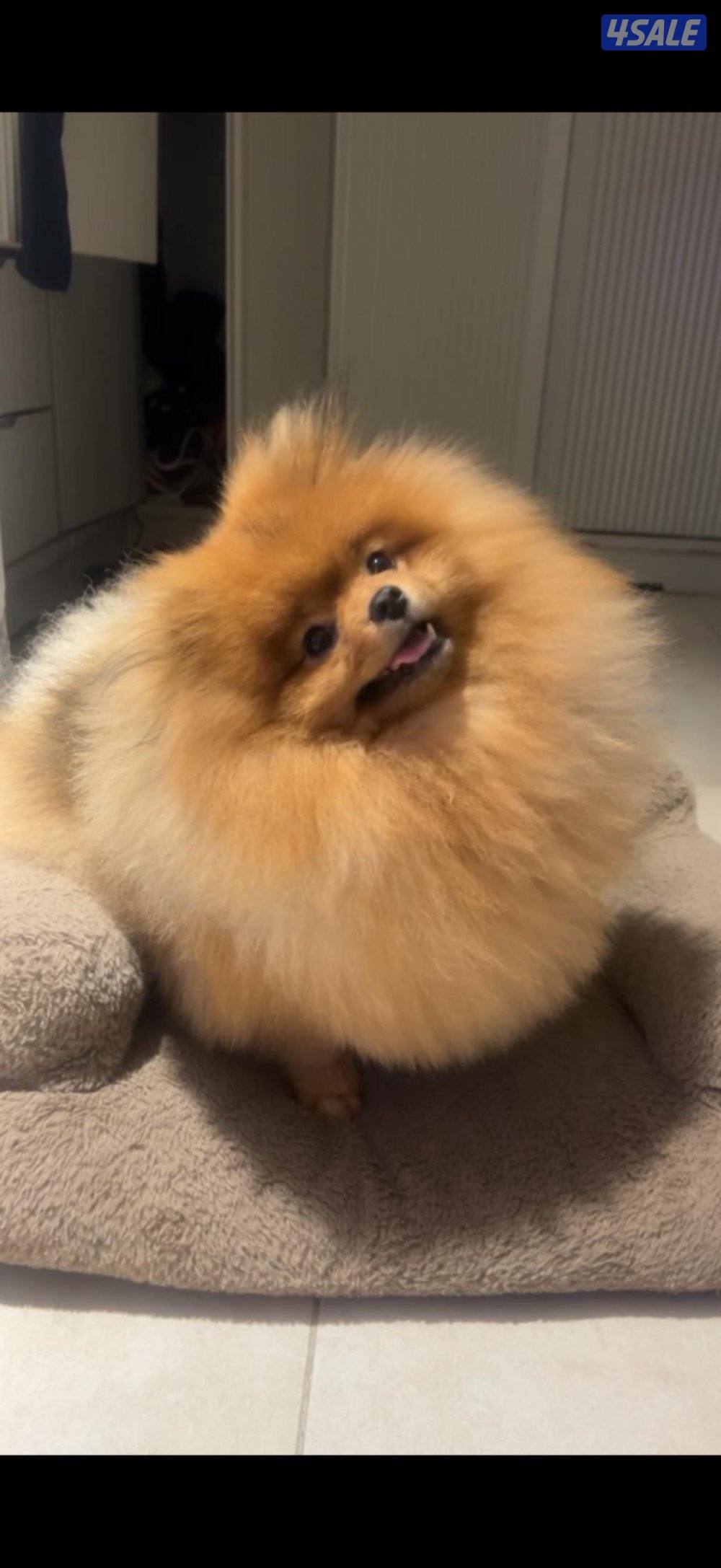 كلب شيتزو و بومرينين للبيع2