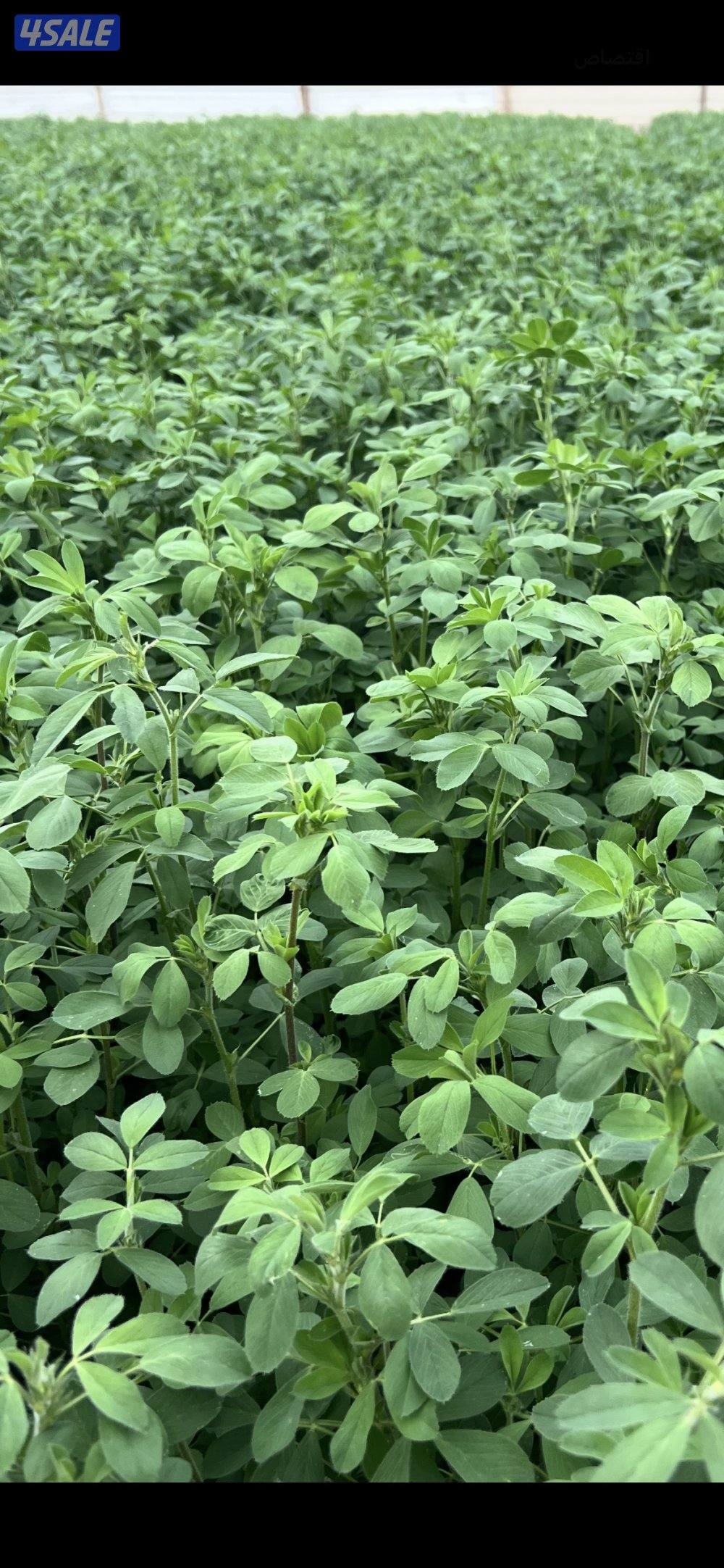 بذور برسيم تاروتي درجة اولى متحمل للحرارة والملوحة0