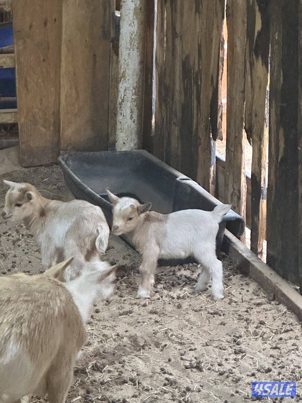 للبيع تيس جيكي0