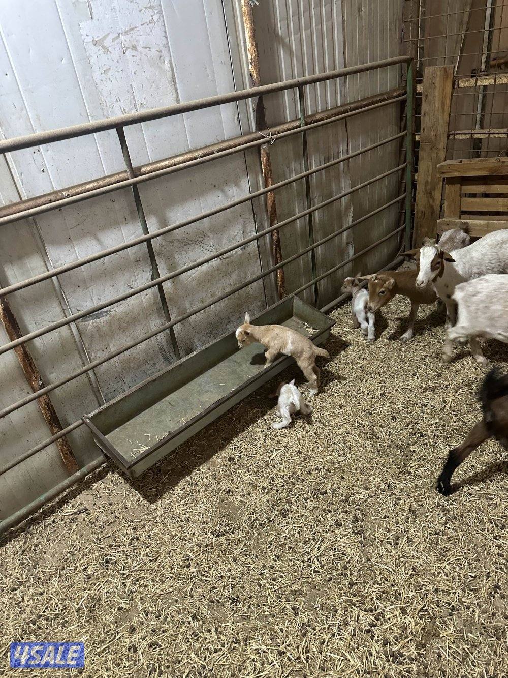 للبيع تيس جيكي1