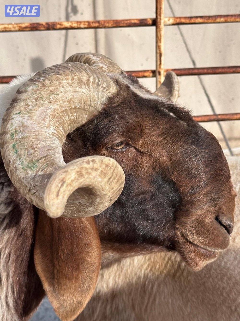 للبيع فحل سدس0