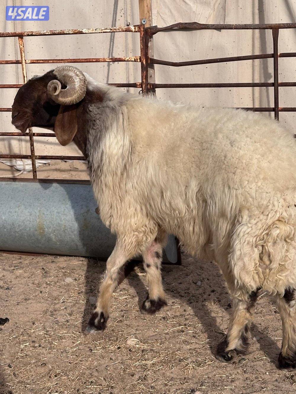 للبيع فحل سدس1