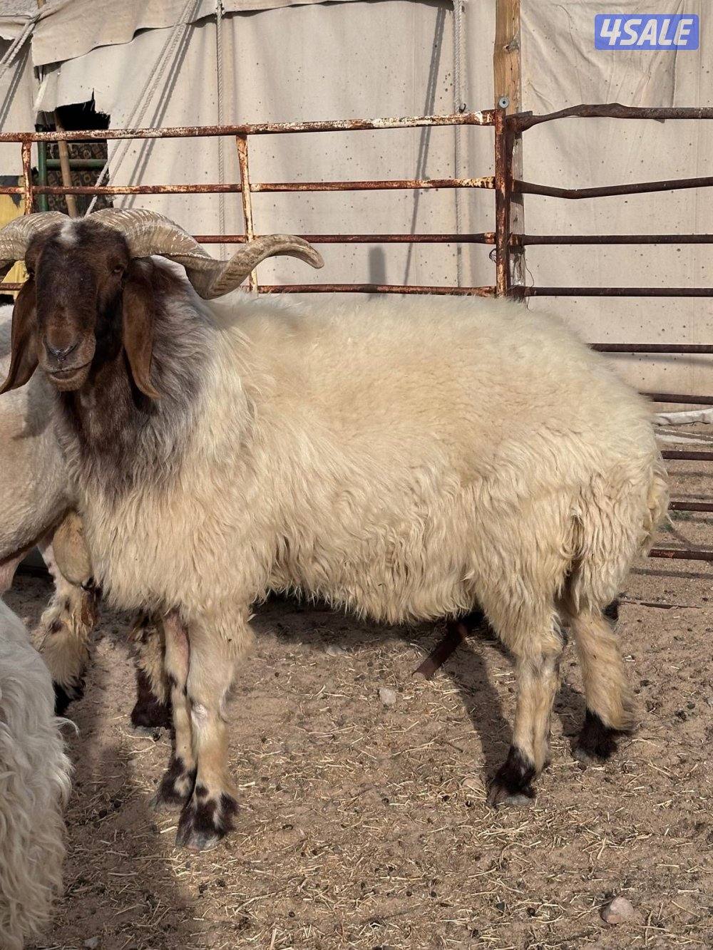 للبيع فحل سدس2