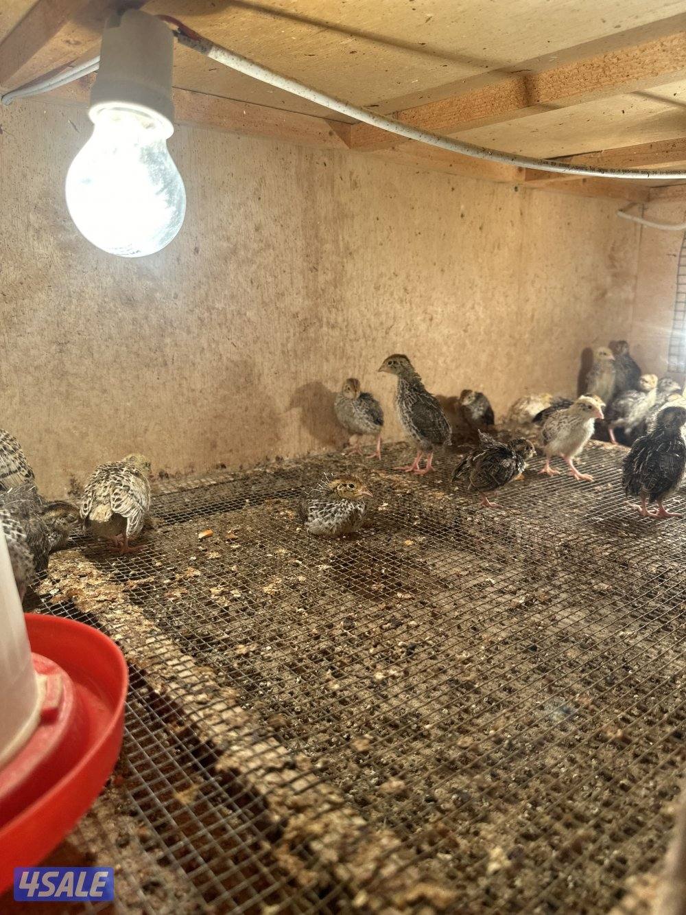 للبيع فروخ فري .فروخ دجاج.مجاميع دجاج عربي.مجموعه تايلندي0