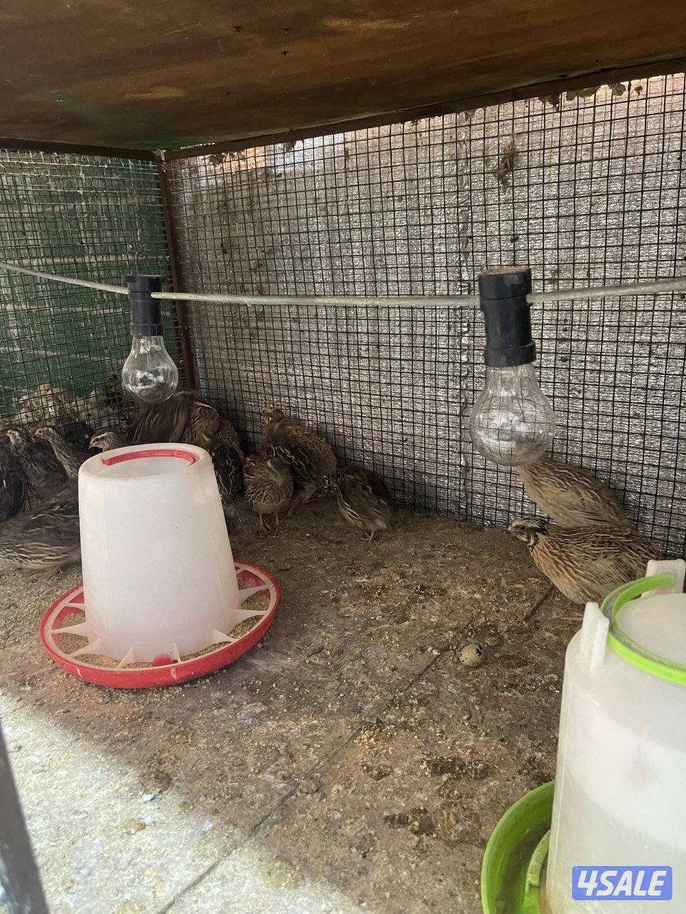 صيصان وفري واطباق بيض1