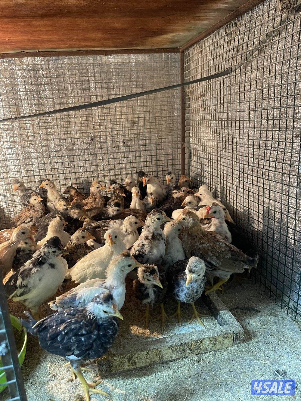 صيصان وفري واطباق بيض2