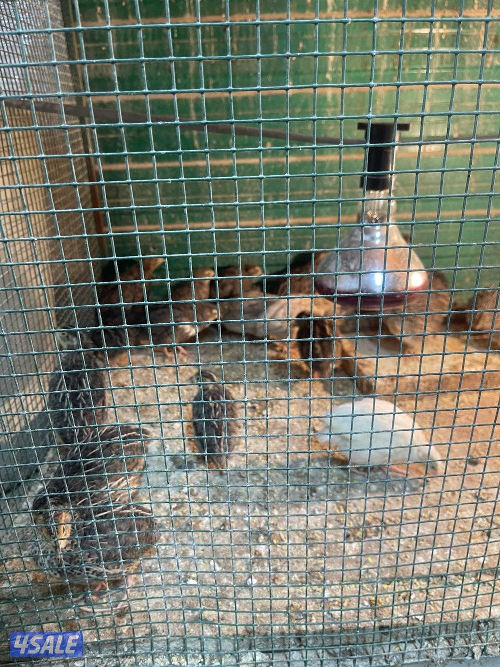 صيصان وفري واطباق بيض4