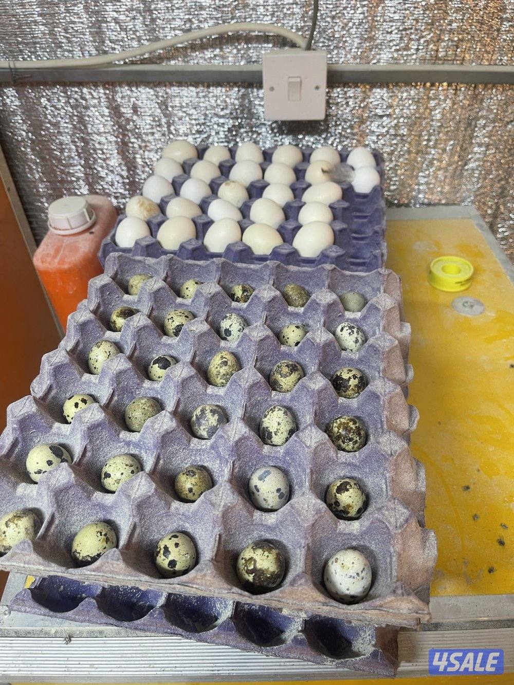 صيصان وفري واطباق بيض5