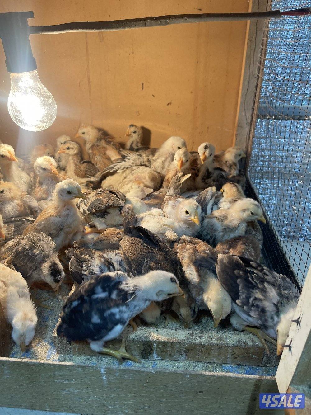 صيصان وفري واطباق بيض6