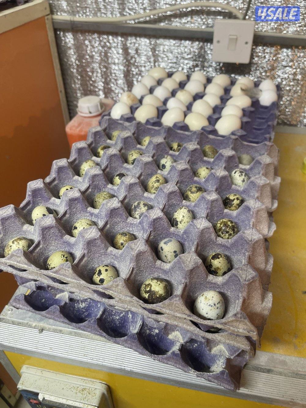 صيصان وفري واطباق بيض7