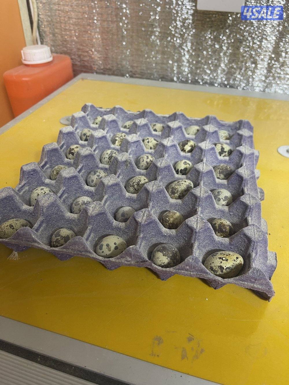 صيصان وفري واطباق بيض8