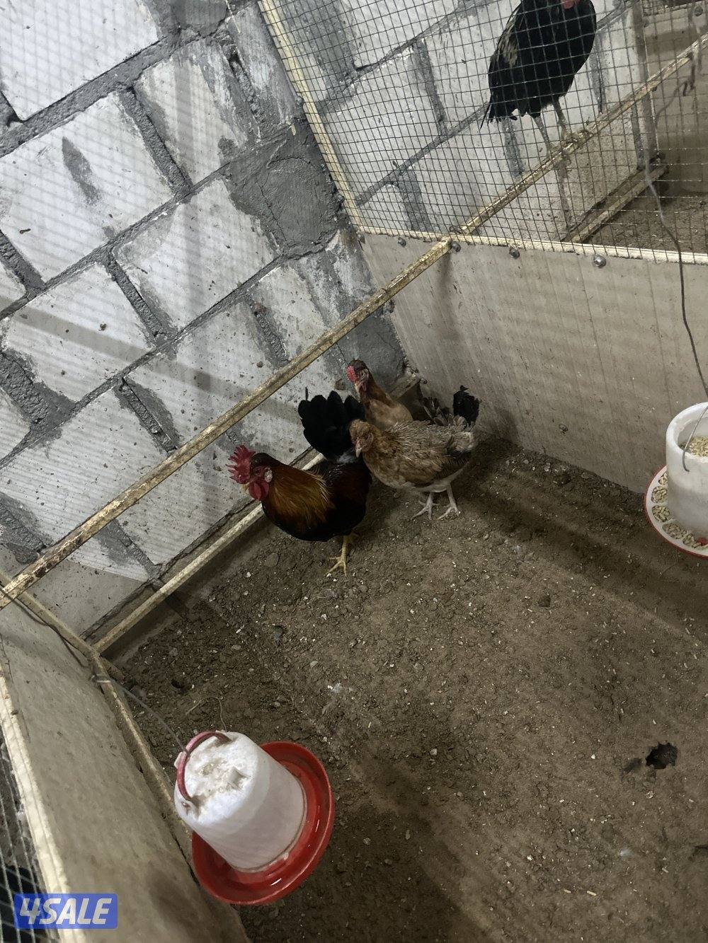 للبيع فروخ فري .فروخ دجاج.مجاميع دجاج عربي.مجموعه تايلندي3