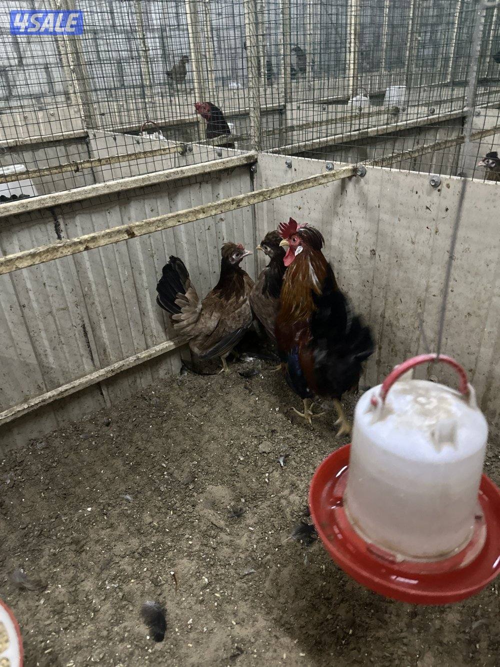 للبيع فروخ فري .فروخ دجاج.مجاميع دجاج عربي.مجموعه تايلندي4