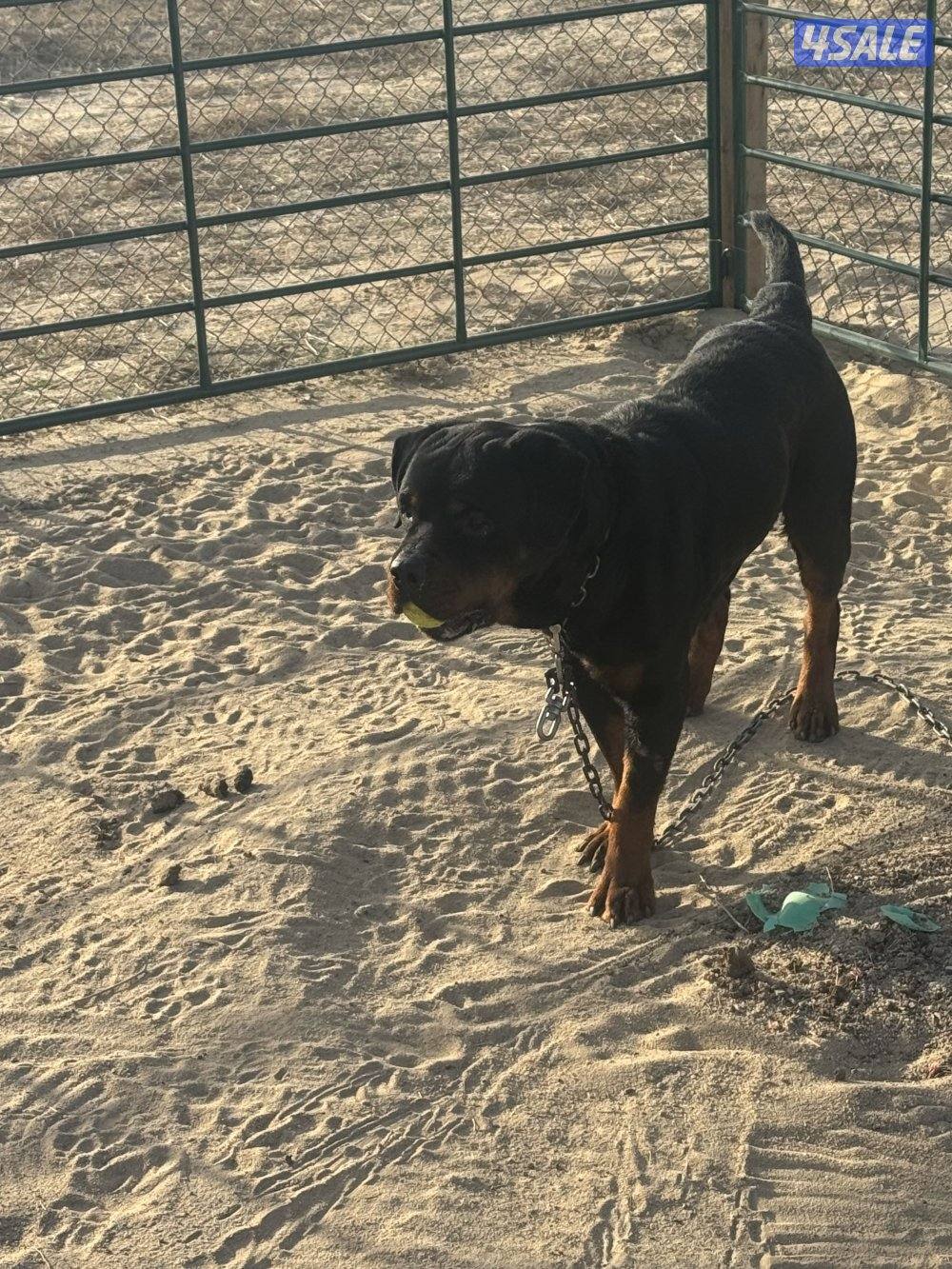 جاب روت ويلر فحل حراسه 100‎%‎ حار فل اوامر العمر سنتين اصلي بيعه سريعه1