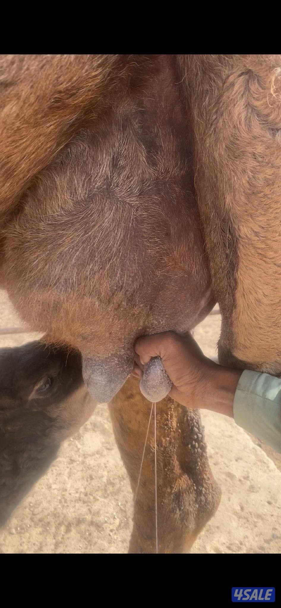 خلفه التراصل رسائل واتساب فقط1