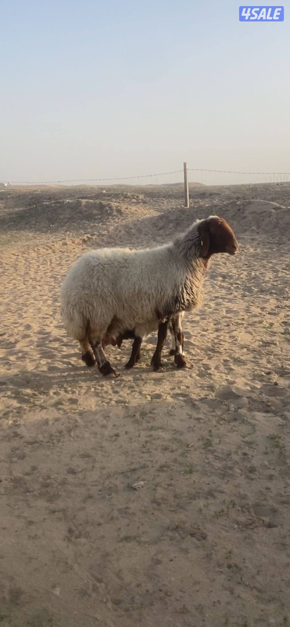 مطافيل و داغود التواصل رسايل واتساب فقط0