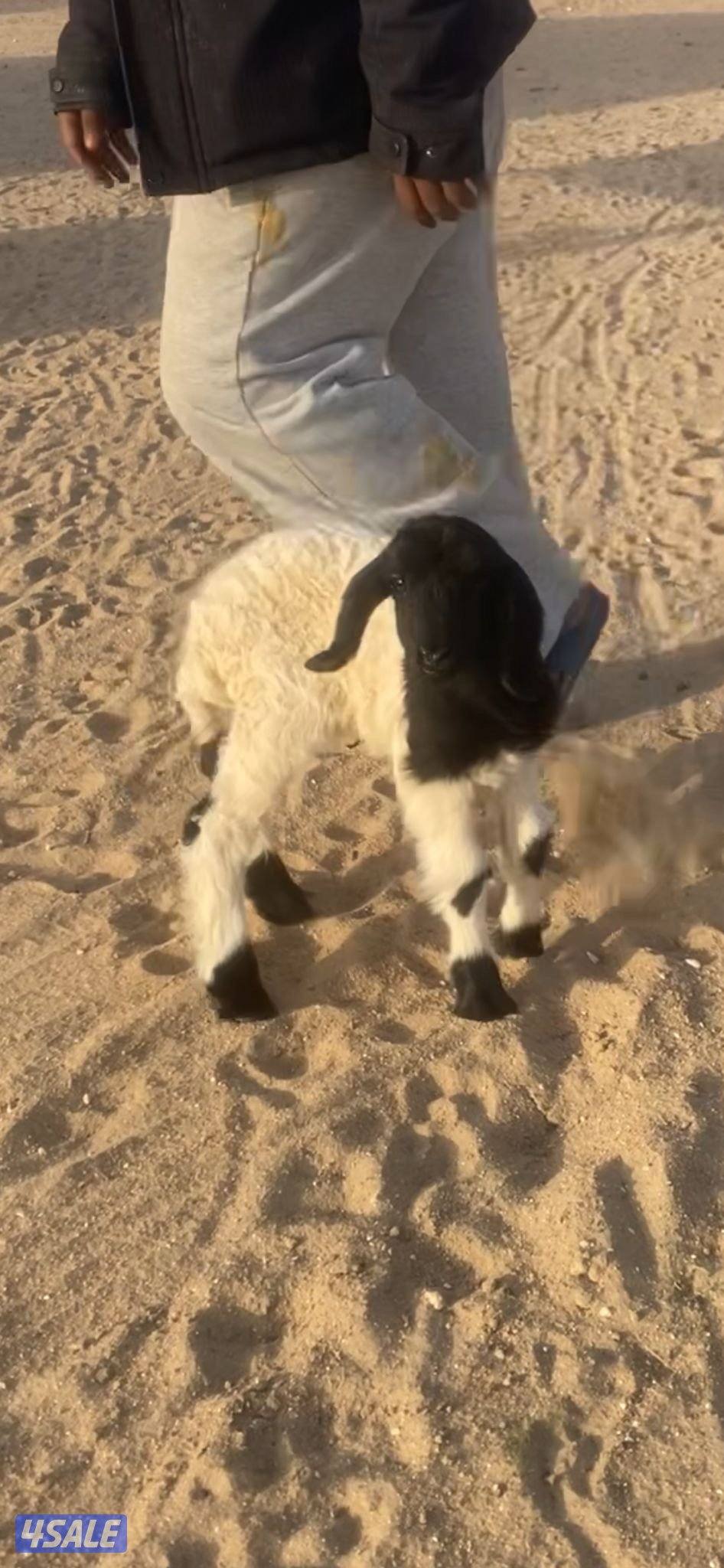 مطافيل و داغود التواصل رسايل واتساب فقط1