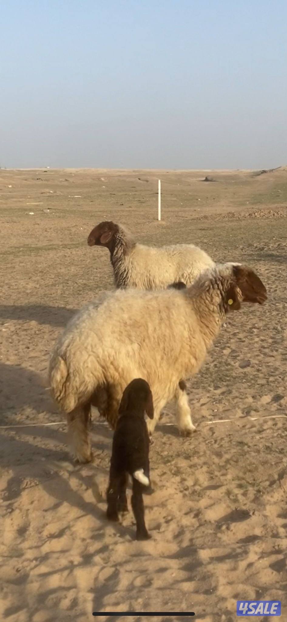 مطافيل و داغود التواصل رسايل واتساب فقط2