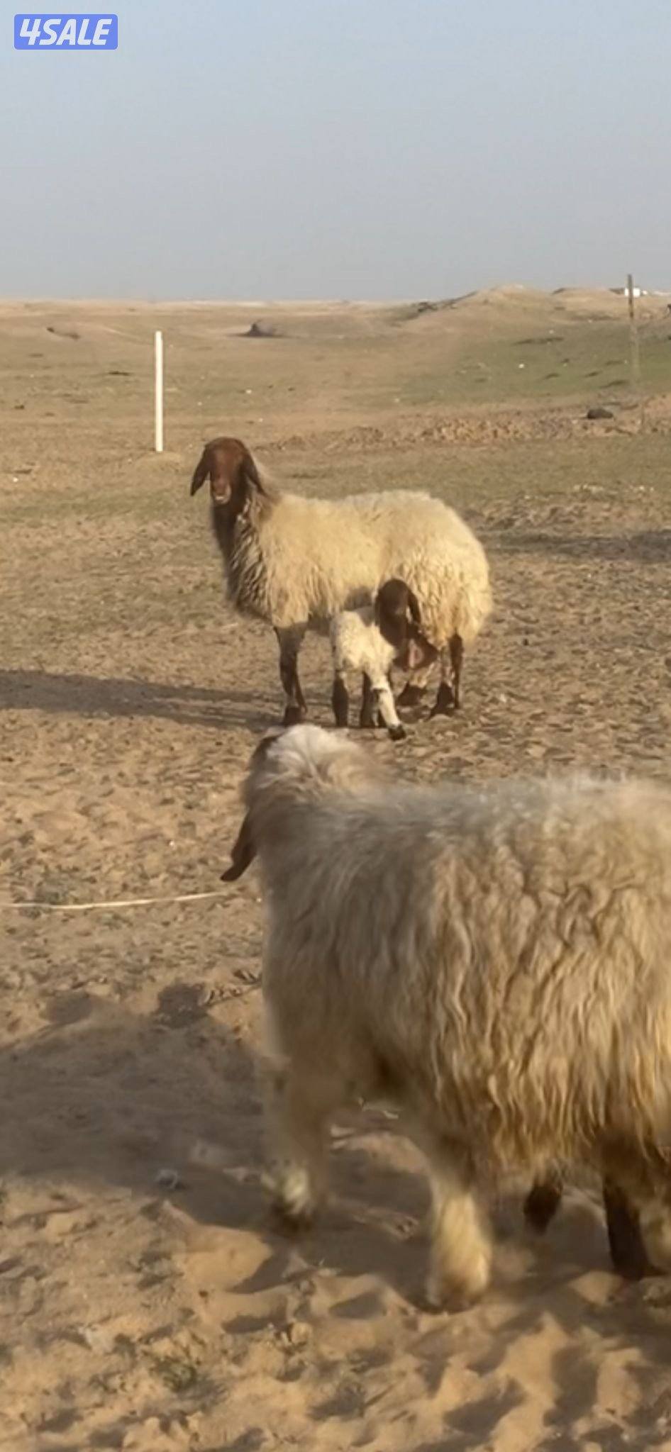 مطافيل و داغود التواصل رسايل واتساب فقط3