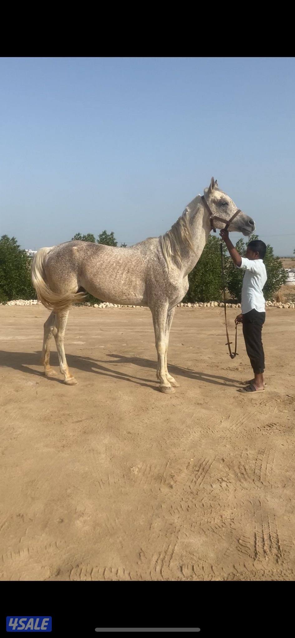 خيل عربي0