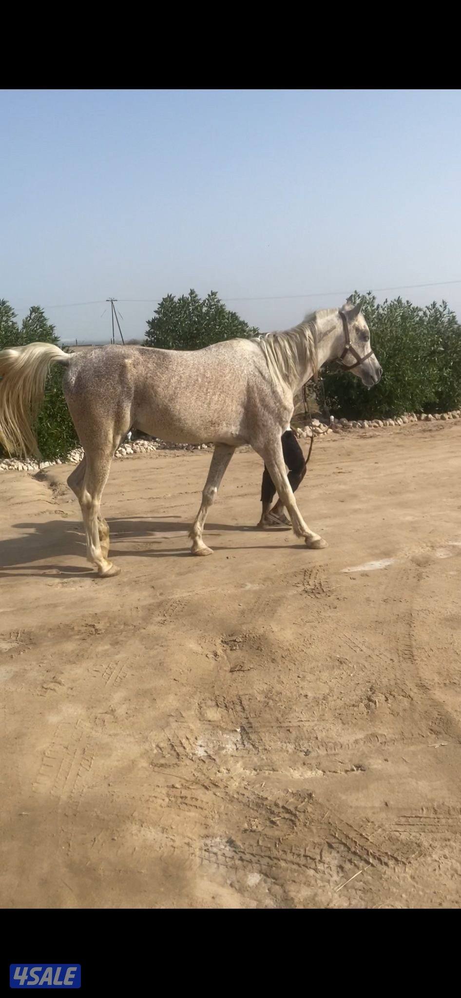 خيل عربي1