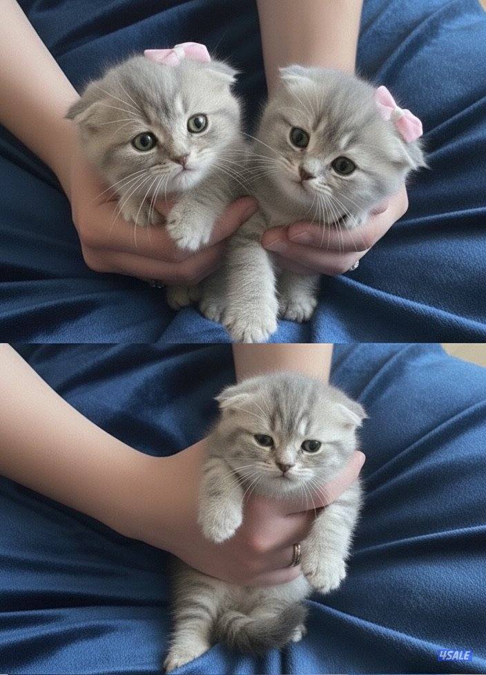 قطاوه سكوتش فولد بيور1