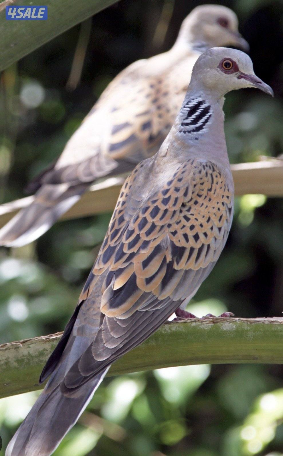 للبيع حمام قمري - حمام بر انتاج مزارع الوفرة0