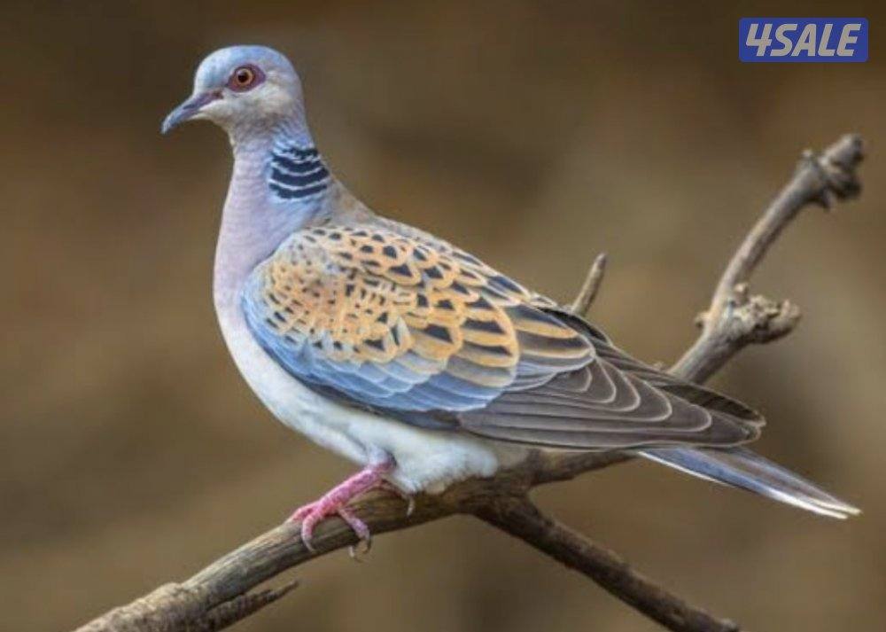 للبيع حمام قمري - حمام بر انتاج مزارع الوفرة1