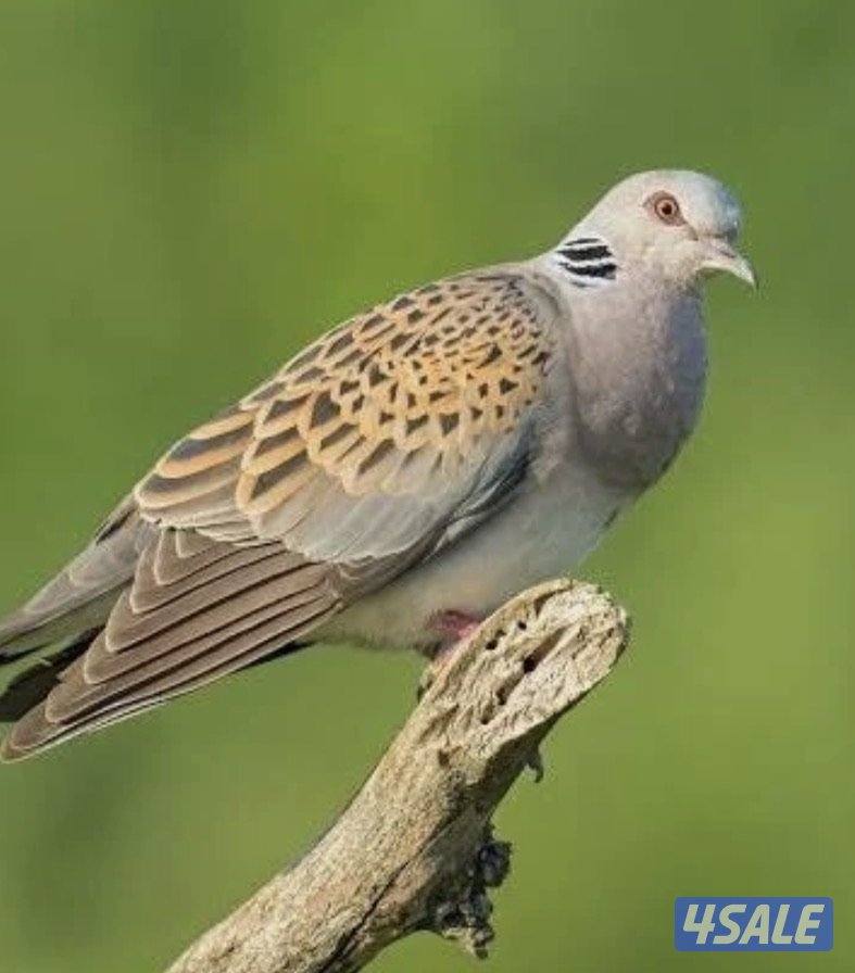 للبيع حمام قمري - حمام بر انتاج مزارع الوفرة3