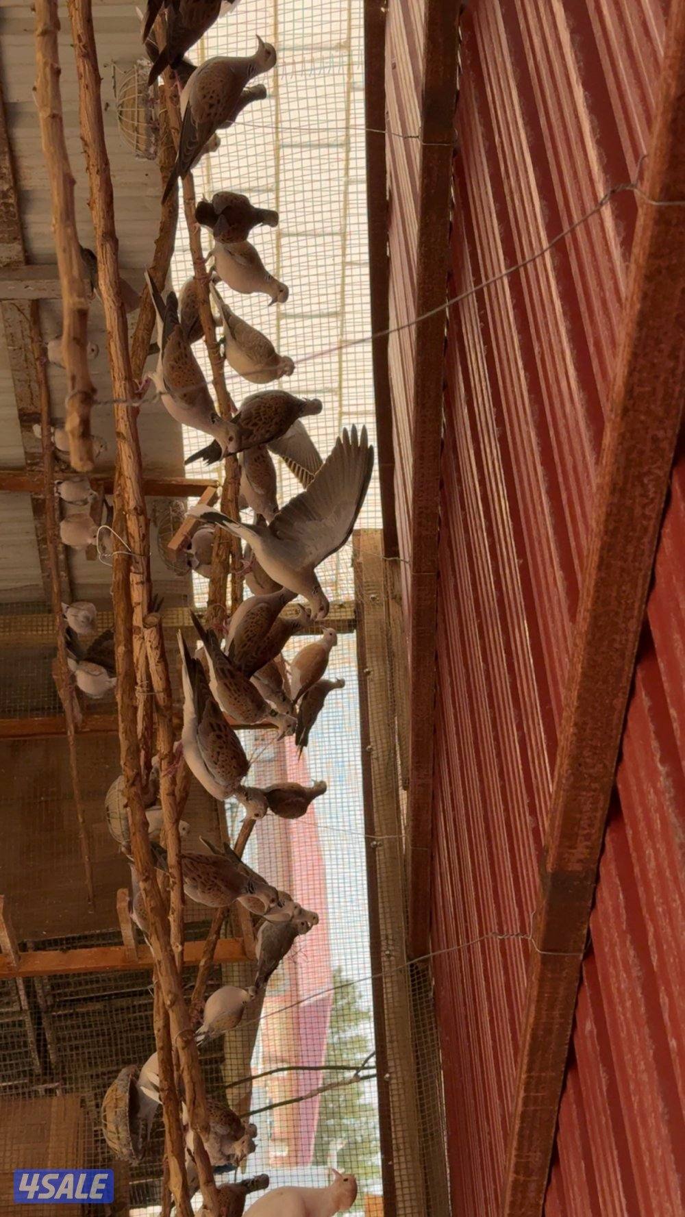 للبيع حمام بر قمري0