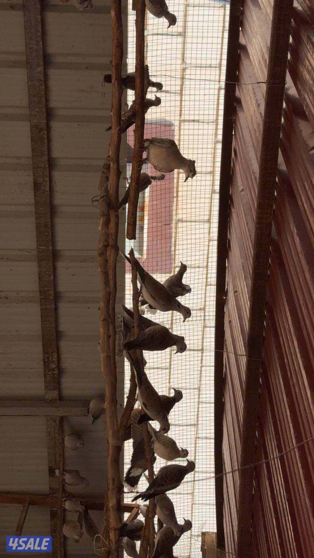 للبيع حمام بر قمري1