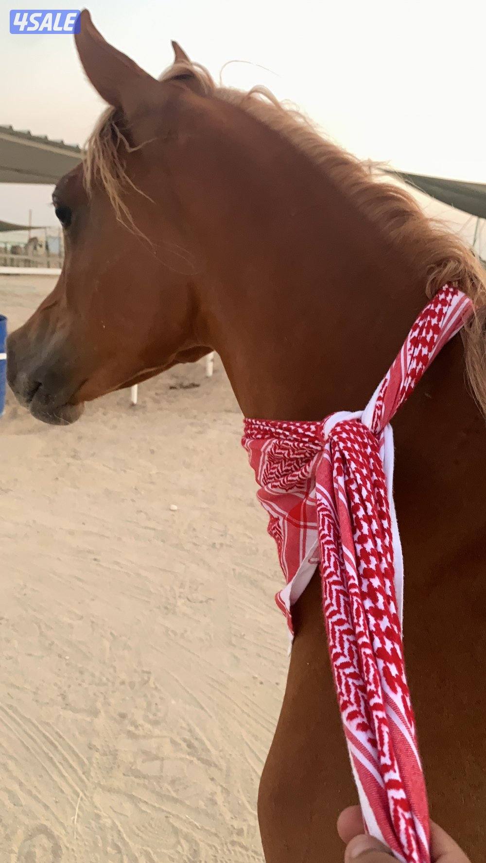 مطلوب مزرعة اجار سنوي0