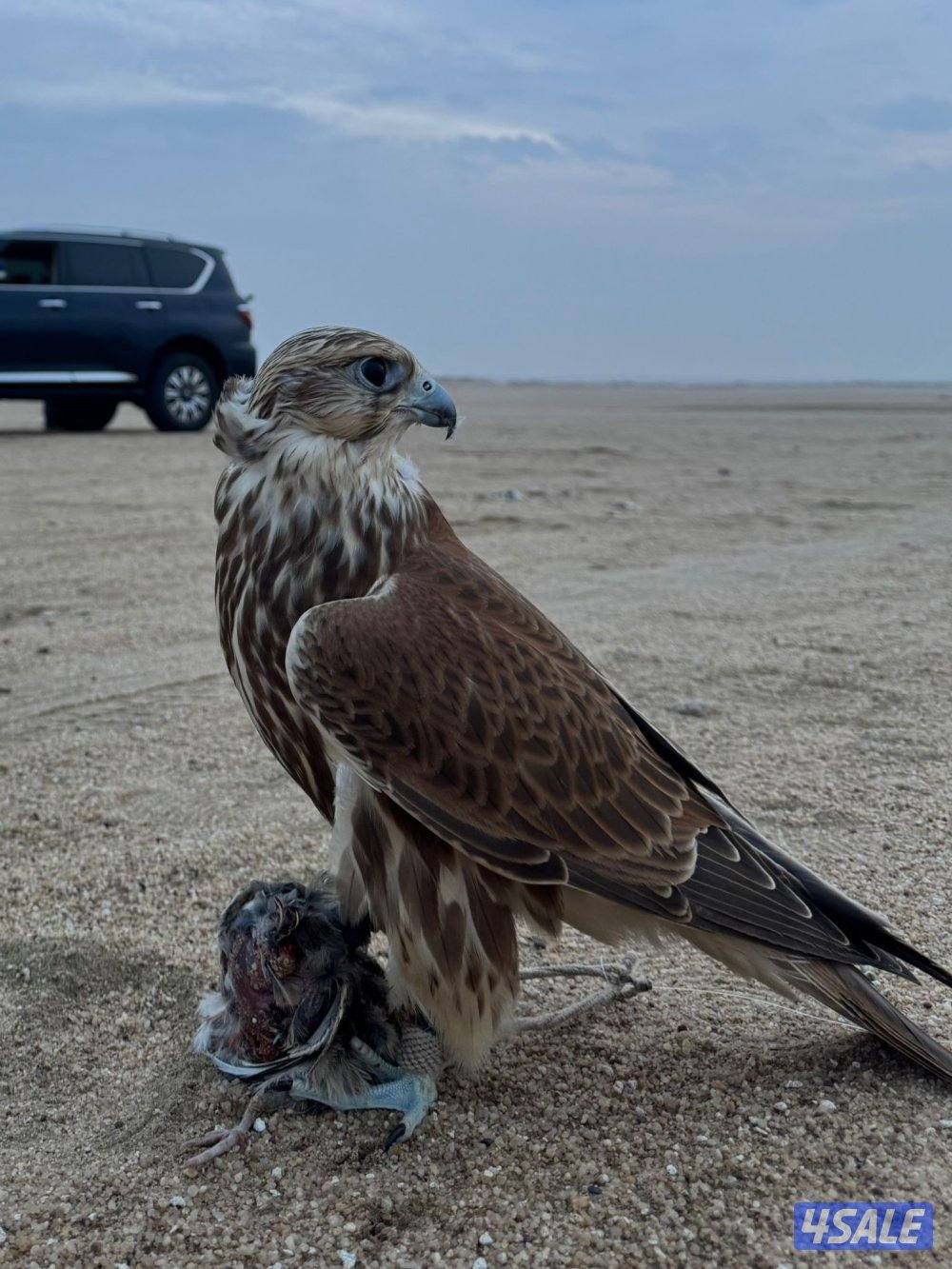 بيعه سريعه 1500