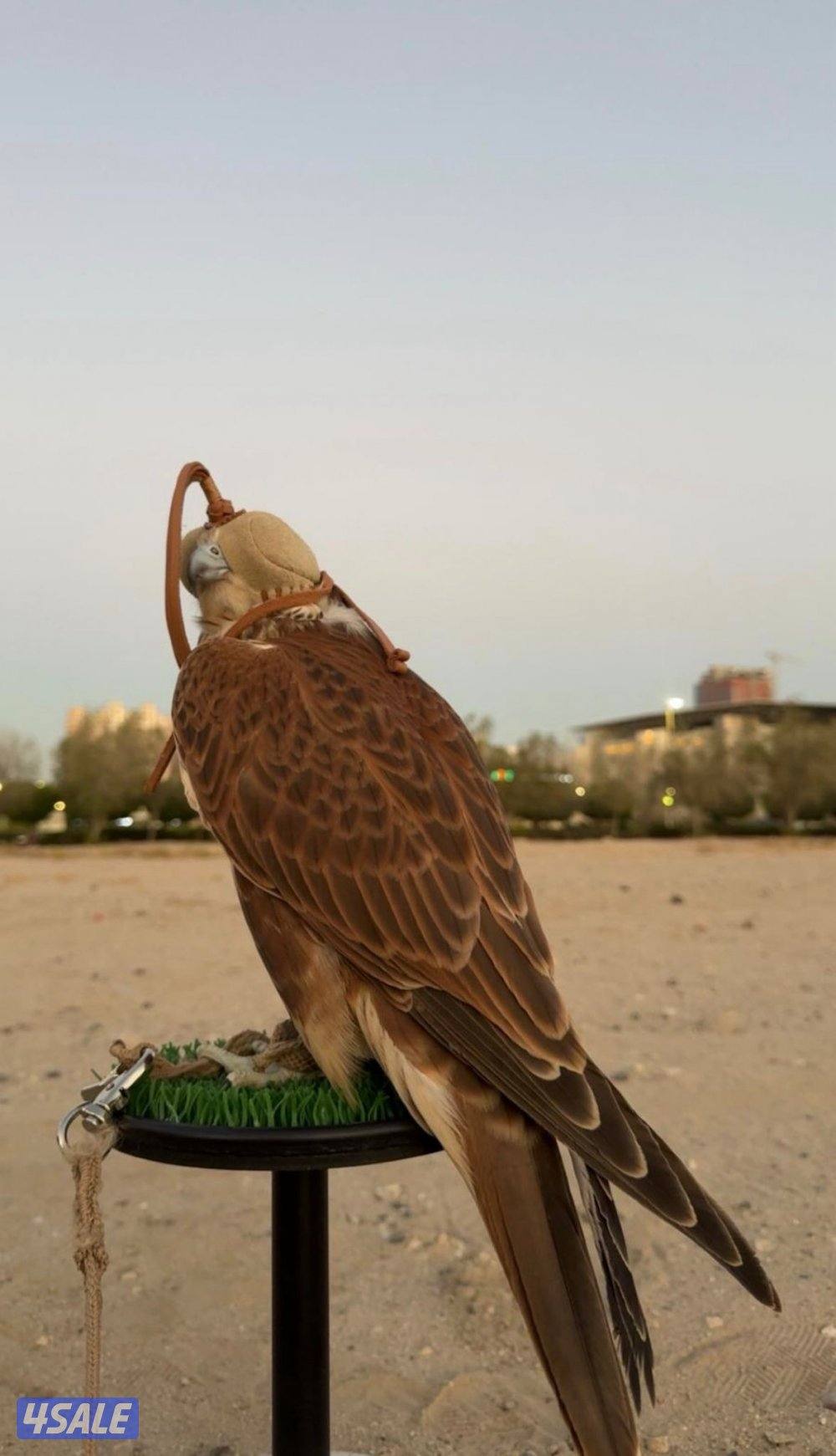 بيعه سريعه 1501