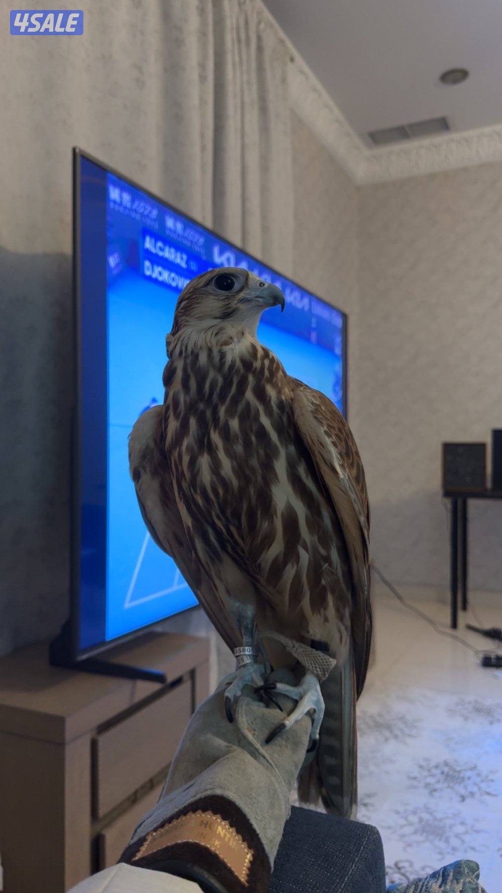 بيعه سريعه 1503