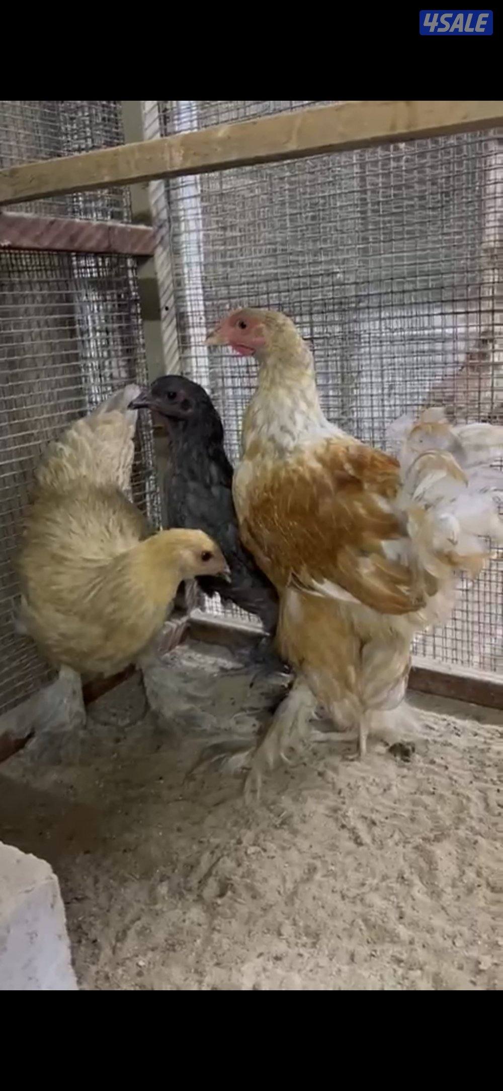 للبيع براهمه مجاميع ديج ودجاجتين اعمارهم من الشهرين الي ثلاث شهور على1