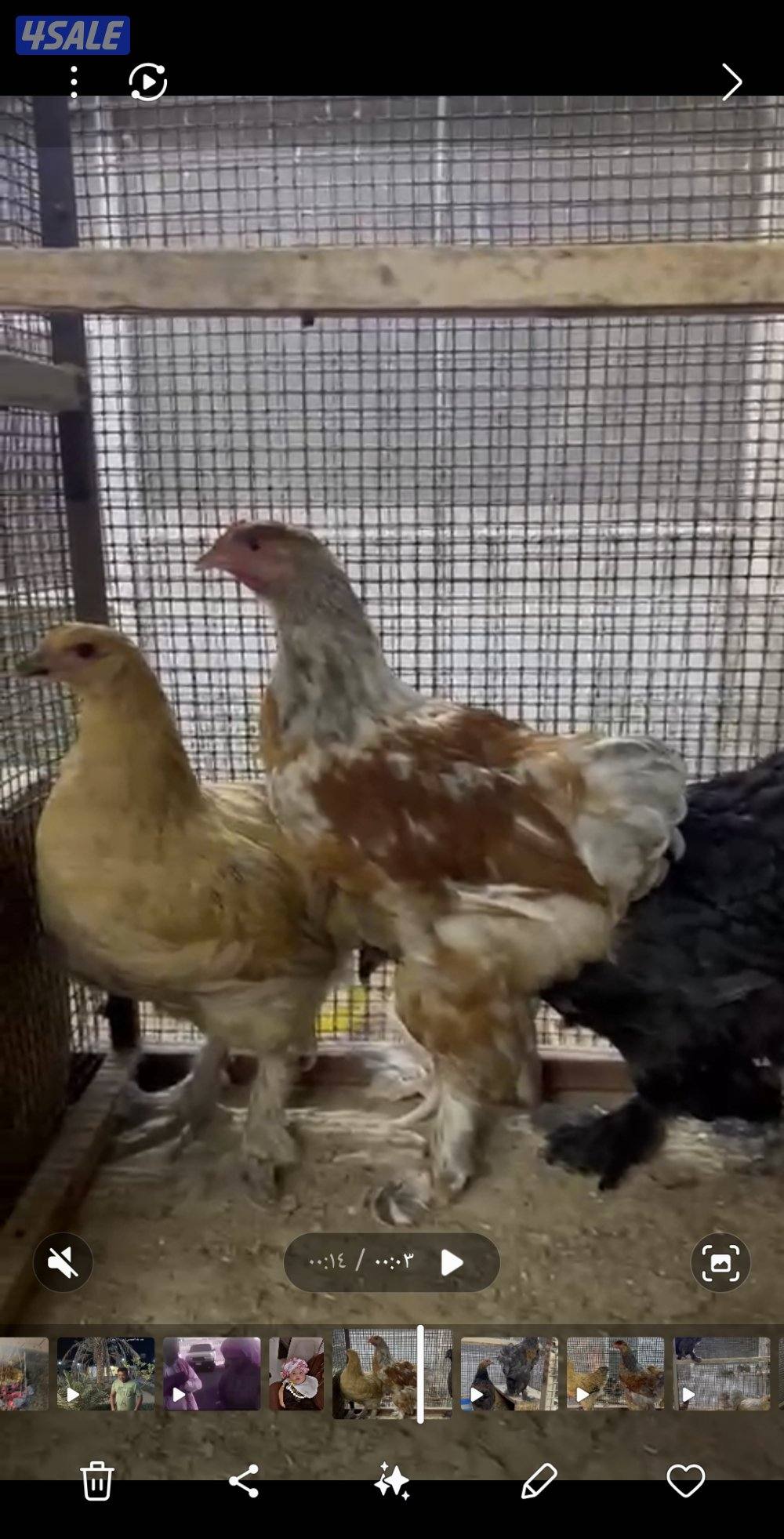 للبيع براهمه مجاميع ديج ودجاجتين اعمارهم من الشهرين الي ثلاث شهور على2