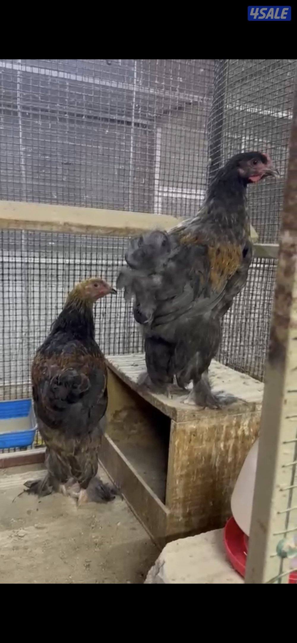 للبيع براهمه مجاميع ديج ودجاجتين اعمارهم من الشهرين الي ثلاث شهور على3