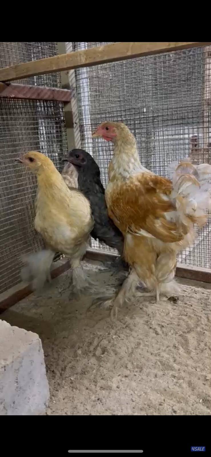 للبيع براهمه مجاميع ديج ودجاجتين اعمارهم من الشهرين الي ثلاث شهور على4