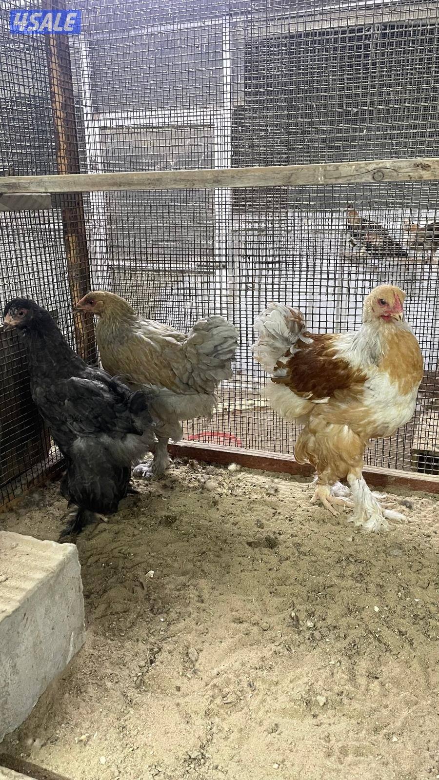 للبيع براهمه مجاميع ديج ودجاجتين اعمارهم من الشهرين الي ثلاث شهور على5