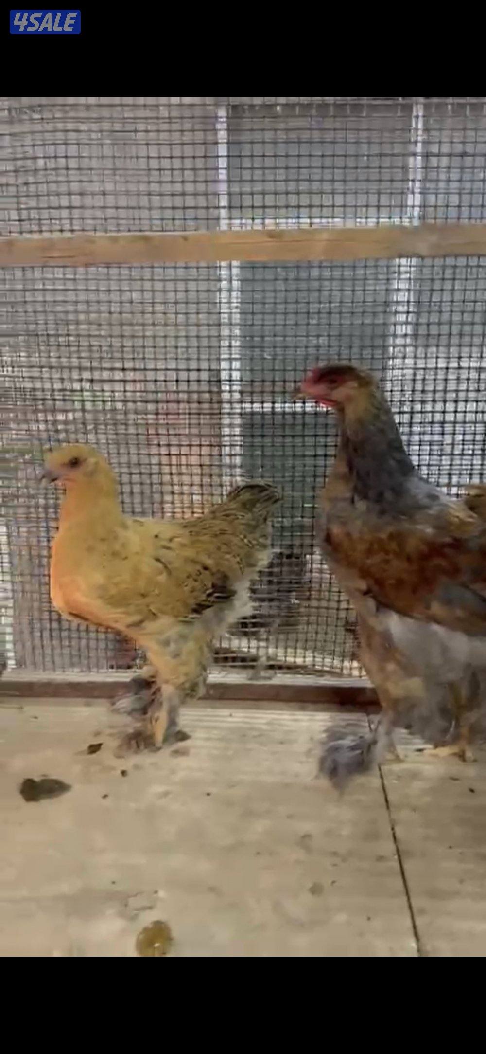 للبيع براهمه مجاميع ديج ودجاجتين اعمارهم من الشهرين الي ثلاث شهور على6