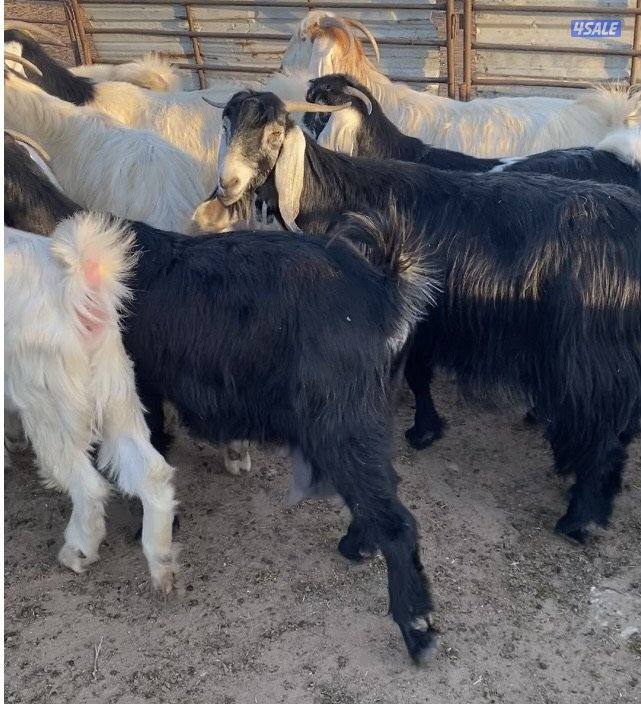 20عوارض فاخرة ملاوين مع تيس 6مطافيل 7دفيع والباقي توةمقرعة منوة الجناي14