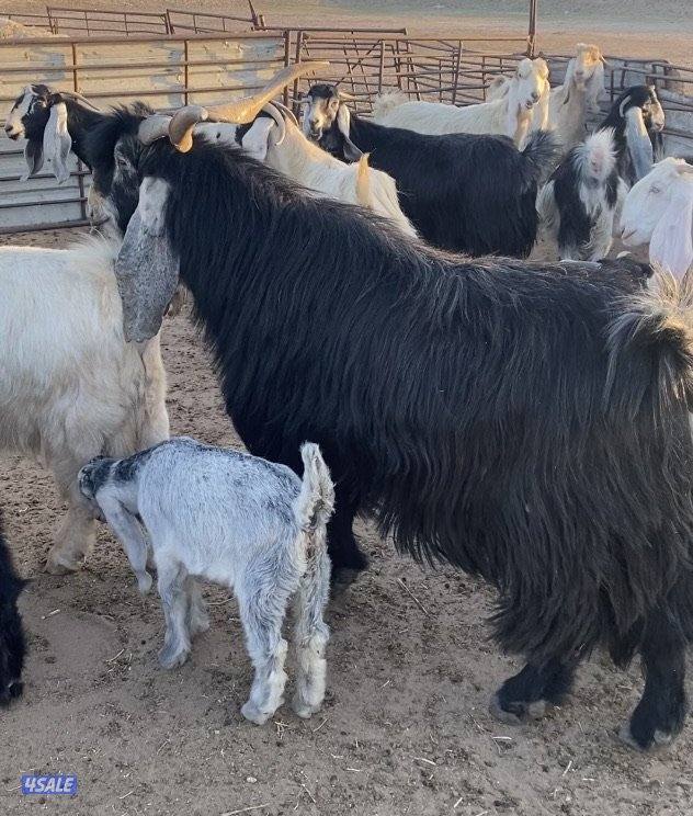 20عوارض فاخرة ملاوين مع تيس 6مطافيل 7دفيع والباقي توةمقرعة منوة الجناي10