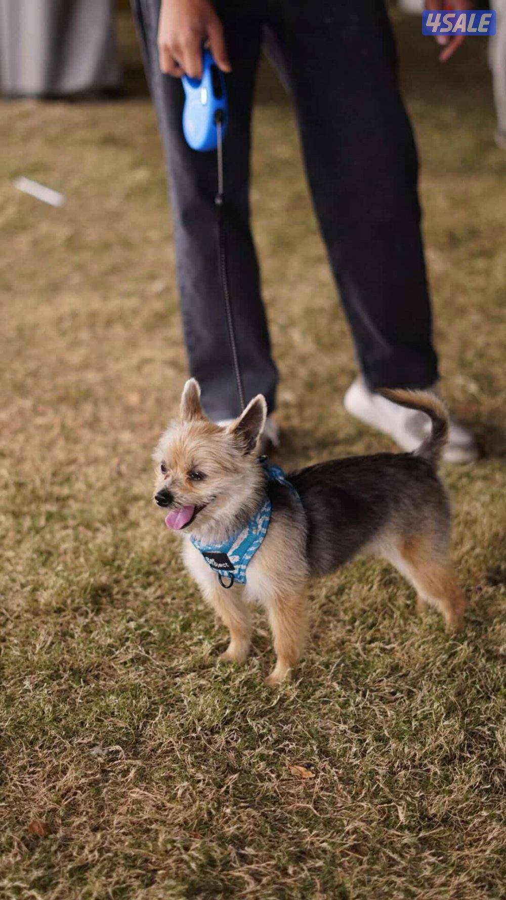 جلب يورك شير ذكر0